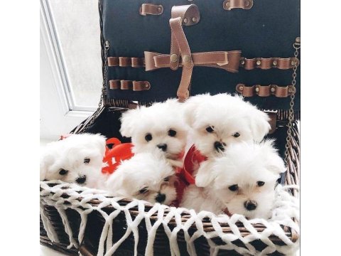 Mini Boy Maltese Terrier Yavrularımız