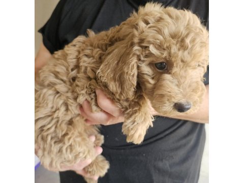 3 Küçük Poodle Ponçik