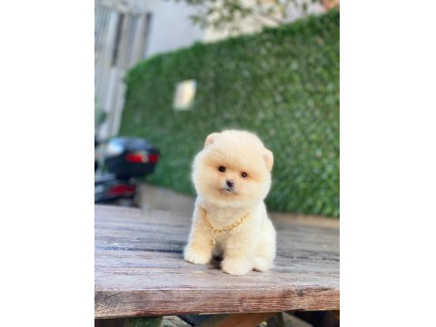 Pomeranian Köpeğimiz