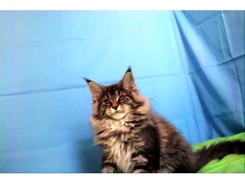 İlloai Ve Arthur Eşleşmesi En İri Şecereli Safkan Maine Coon