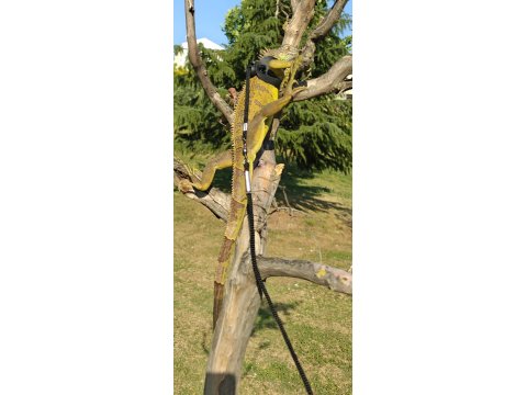 1 Yaşında Evcil İguana