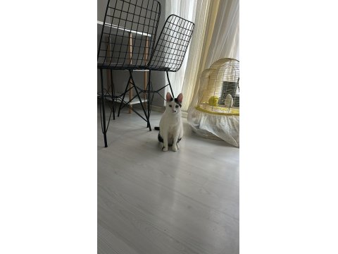 Oyuncu Aile Dostu Kedimiz Tam Bir Titrek