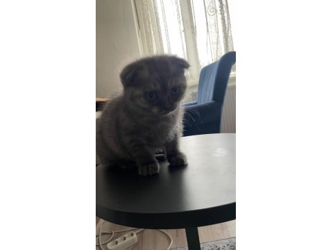 Scottish Fold Kediler