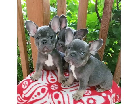 French Bulldog Köpekler