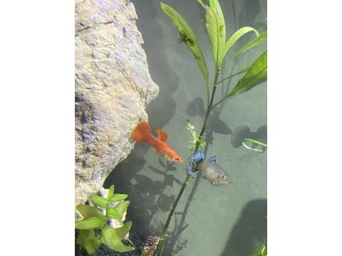 3 Yetişkin 16 Yavru Lepistes