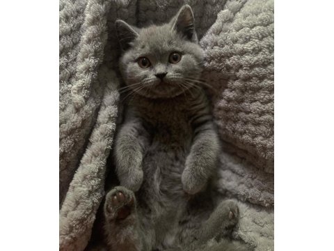 Beklenen İlan Açıldı A+ Brıtısh Shorthair Yavrular