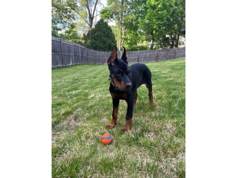 Sağlık Ve Irk Garantili Doberman