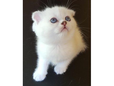Sağlıklı Mavi Gözlü Safkan Scottish Fold Yavru Kedimiz