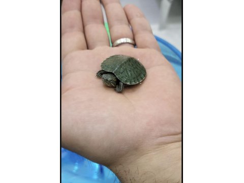 Singapur Kırmızı Yanaklı Su Kaplumbağası