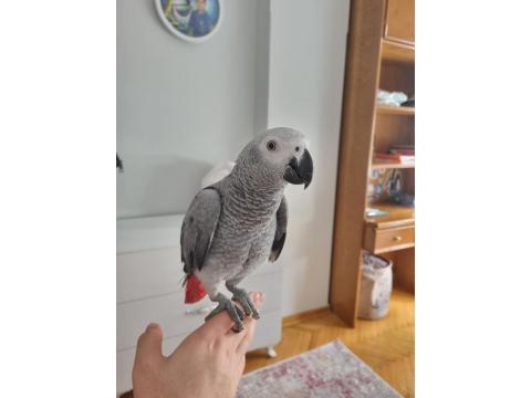 Full Evcil Yavru Jako Papağanı