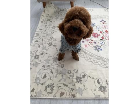 Toy Poodle 1 Numara
