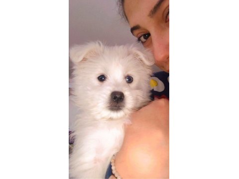 3 Aylık Van Maltese Terrier