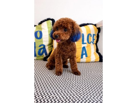 Red - Brown Kore Kan Poodle Oğluluşuma Eş Arıyoruz