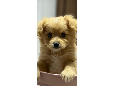 2 Aylık Yavru Maltipoo