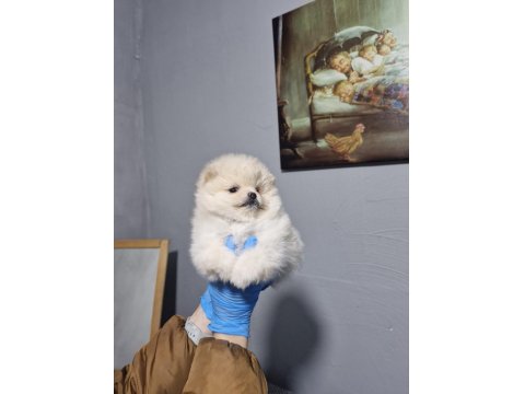 Sağlıklı Pomeranian Yavrular