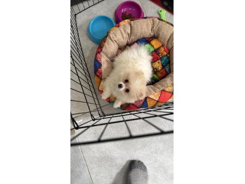 2 Aylık Dişi Pomeranian