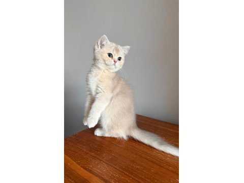 Muhteşem Göz Rengine Sahip Safkan British Yavru