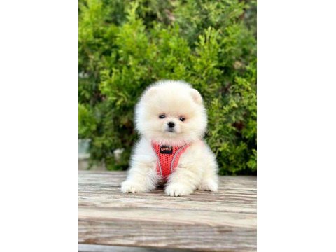 Safkan Cins Pomeranian Boo Yavrular