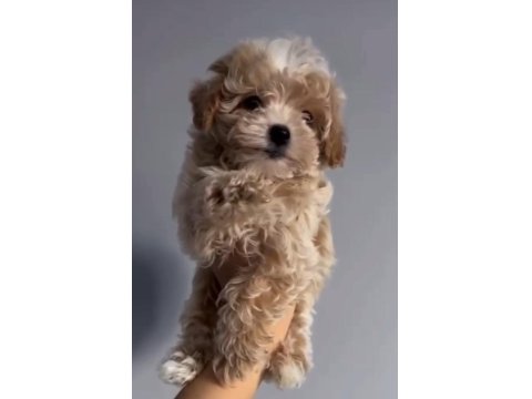 2 Aylık Dişi Kore Kan Maltipoo