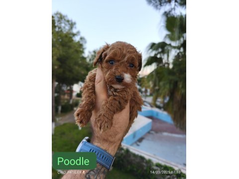 Sevimli Poodle Dişi Ve Erkek Yavrularımız