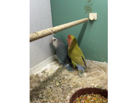 2 Takım Garantili Damızlık Sevda Papağanı