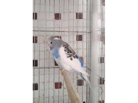 Uygun Eşe Hazır Verimli Damızlık Erkek Ve Dişi Kuşlar