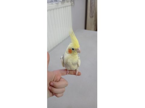 Erkek Yavru Sultan Papağanı 3 Aylık Ele Alışık Evcil