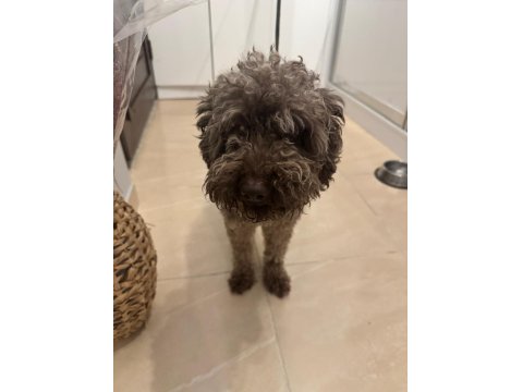 Kuki Duru Torunun Poodle