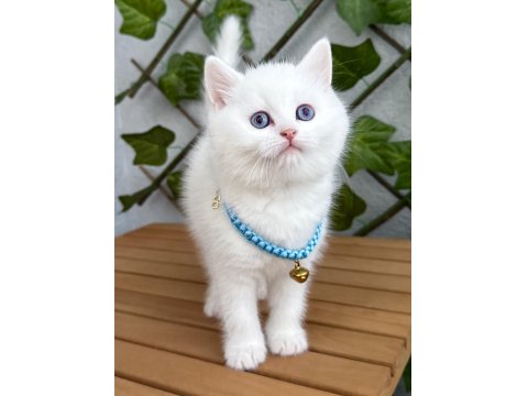 Kar Beyazı Dişi Ve Erkek British Shorthair