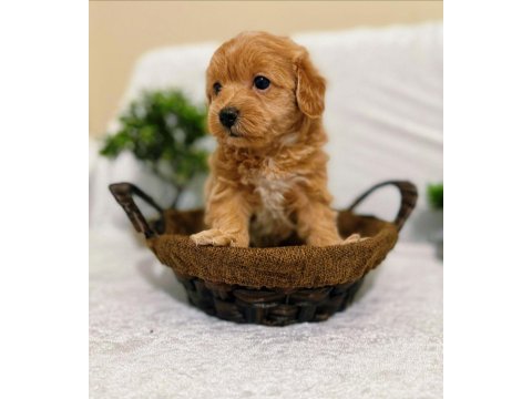 Küçük Kalan Büyümeyen Maltipoo Yavruları