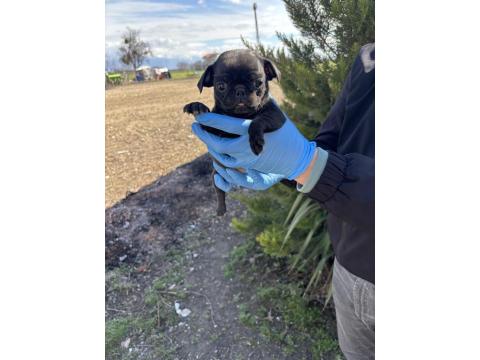 45 Günlük Siyah Pug Mops