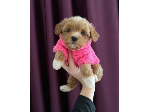 Sevimli Maltipoo Yavruları