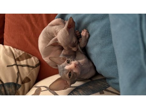 Sfenks Yavru Kedilerim