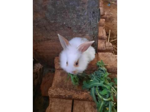 Kaliforniya Damalı Tavşan