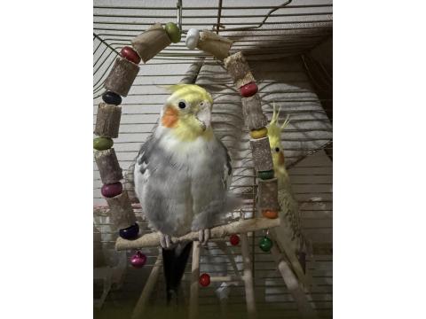 Erkek Evcil Sultan Papağanı