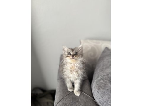 British Longhair Erkek Silver