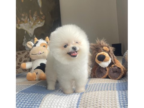 Ayı Surat Pomeranian Boo Yavrular