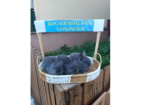 Hollanda Cüce Safkan Bir Aylık Tavşan Yavruları