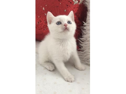 Kar Beyaz Mavi Gözlü British Shorthair Prens