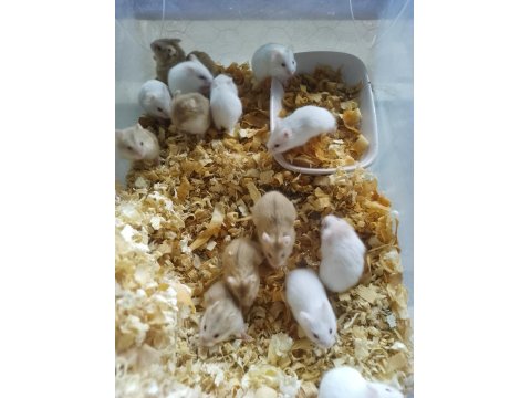 Üreticiden Gonzales Hamster