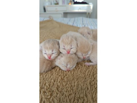 Özel Renk Chocolate Golden Kediler