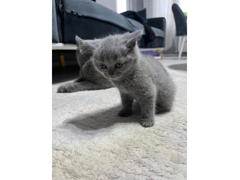 2 Aylık British Shorthair Yavrular