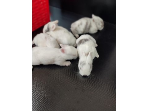 Hollanda Cüce Tavşan Yavruları