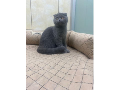 K9 Avrupa Çiftliğinden Irk Ve Sağlık Garantili British Ve Scottish Yavruları