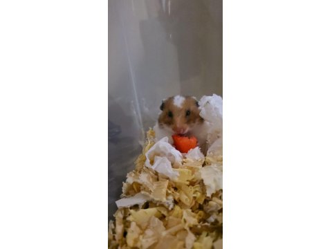 Ele Alışkın Suriye Hamster