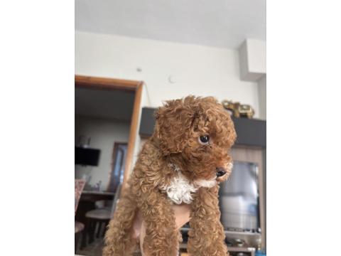 2 Aylık Sevimli Toy Poodle