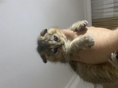 Süper Scottish Fold Golden Yavrular Uygun