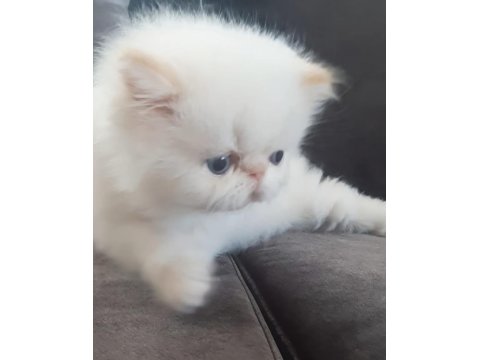 İran Exotic Longhair Bebekler