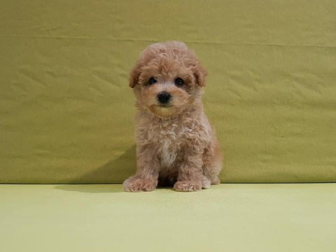 Irk Garantili Maltipoo Yavruları