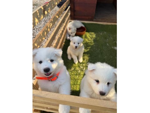 Sevimli Samoyed Yavruları